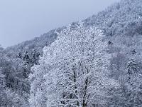 Kleine Baumgruppee am winterlichen Westlichen Höhenweg - Aschau